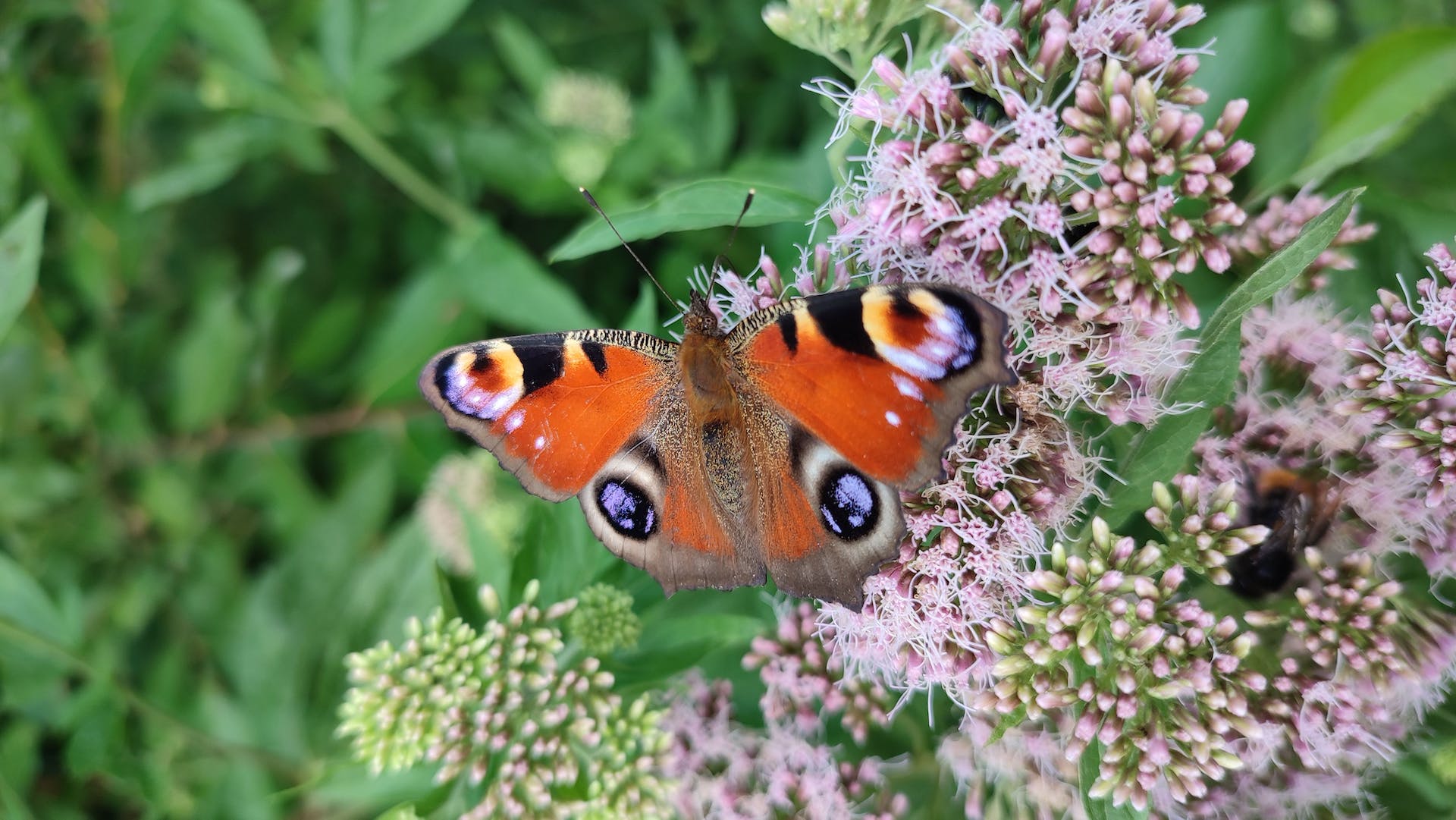 Photo by Mirko Bellmann: https://www.pexels.com/photo/a-peacock-butterfly-on-flower-in-close-up-shot-12925788/